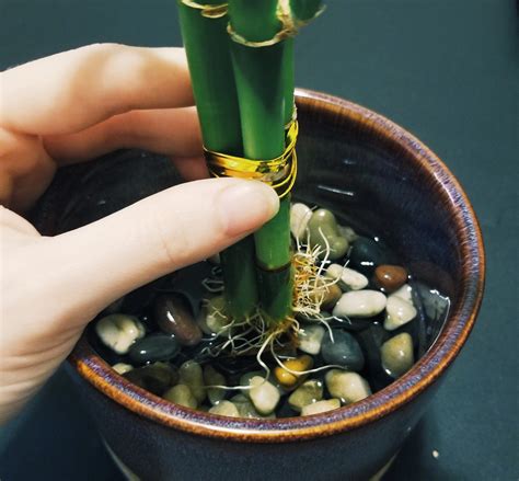 transplanting lucky bamboo plant.